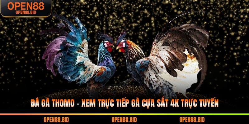 đá gà Thomo