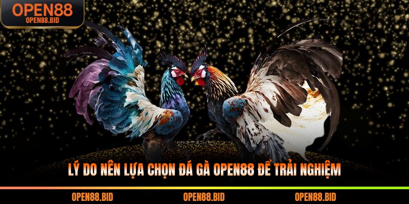 Lý do nên lựa chọn đá gà Open88 để trải nghiệm