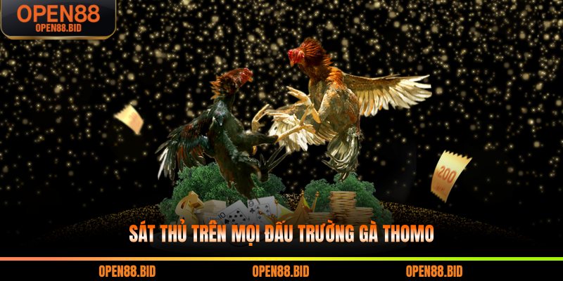 Sát thủ trên mọi đấu trường gà Thomo